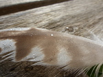 FZ012354 Dew on feather.jpg